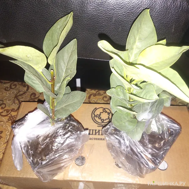 превью изображения отзыва