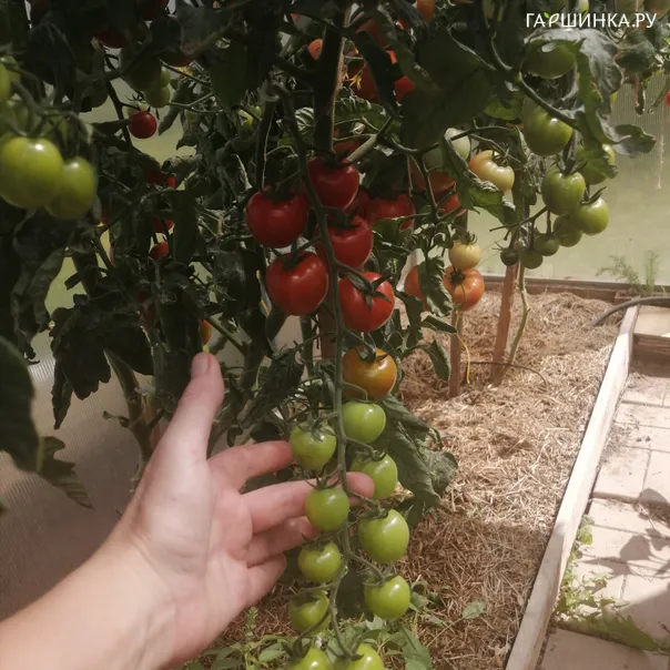 превью изображения отзыва