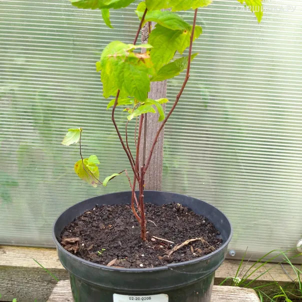 превью изображения отзыва