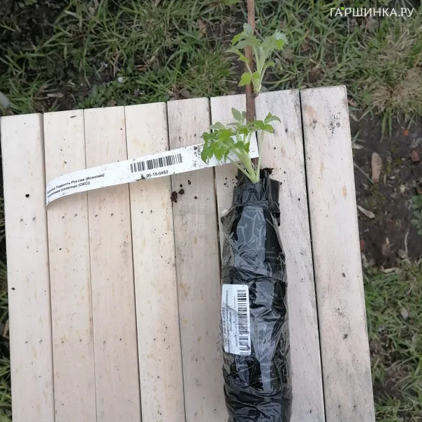 превью изображения отзыва