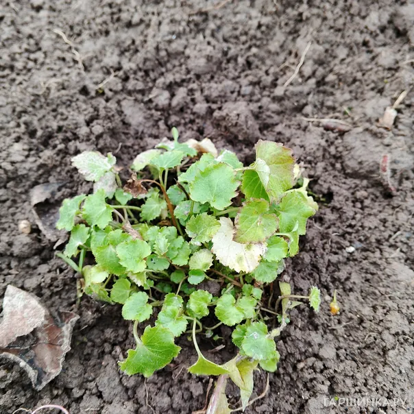 превью изображения отзыва