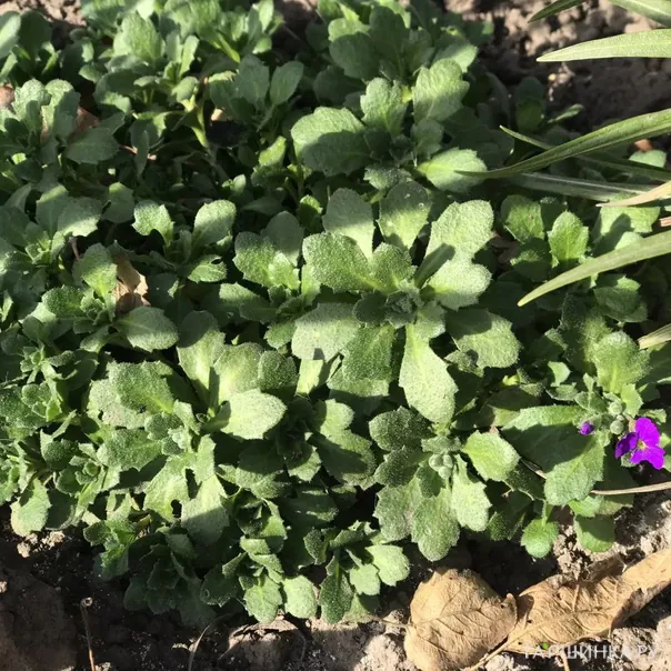 превью изображения отзыва