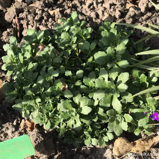 превью изображения отзыва