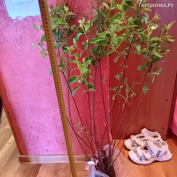 превью изображения отзыва