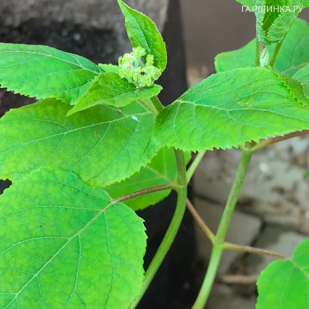 превью изображения отзыва