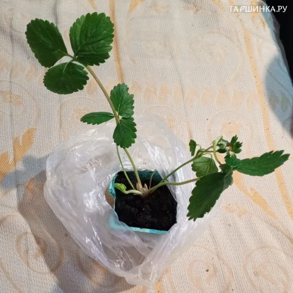 превью изображения отзыва
