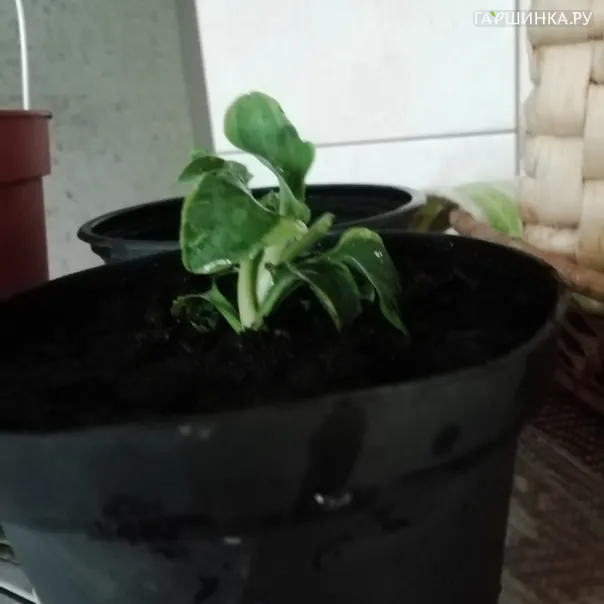 превью изображения отзыва