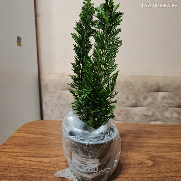 превью изображения отзыва