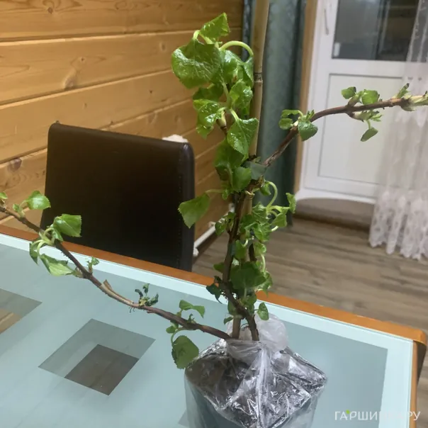 превью изображения отзыва