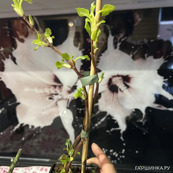 превью изображения отзыва