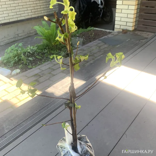 превью изображения отзыва