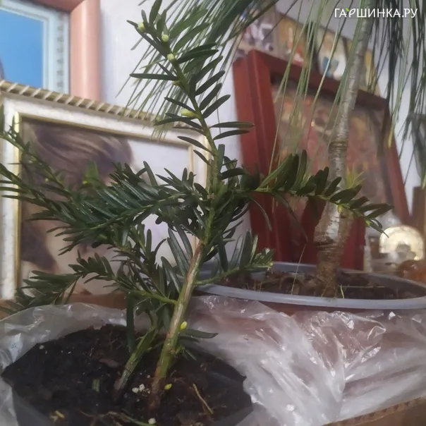 превью изображения отзыва