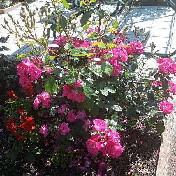 превью изображения отзыва