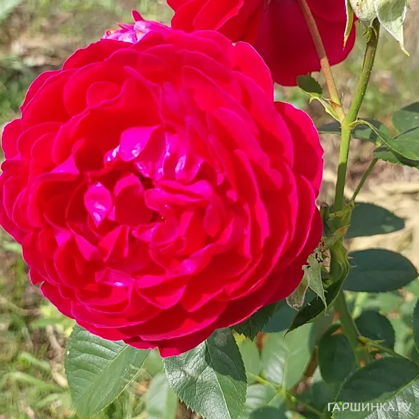 превью изображения отзыва