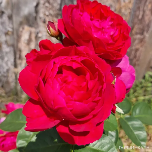 превью изображения отзыва