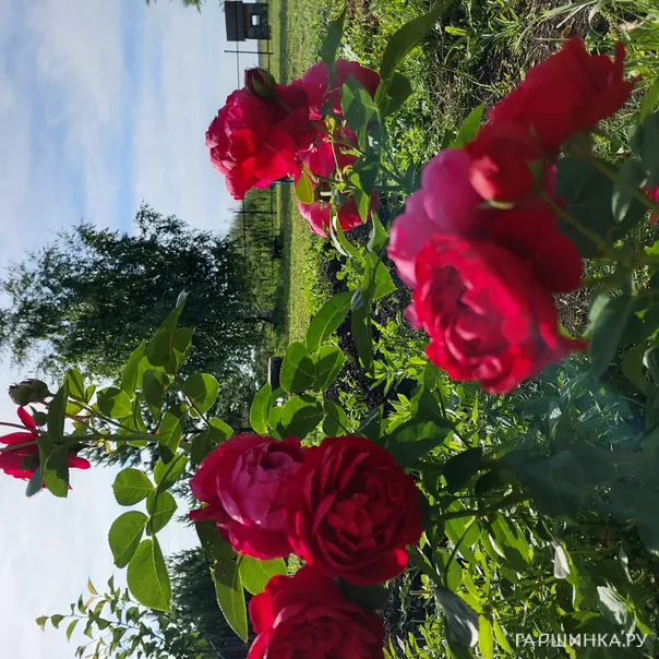 превью изображения отзыва