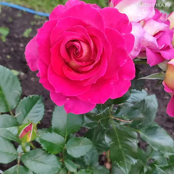 превью изображения отзыва