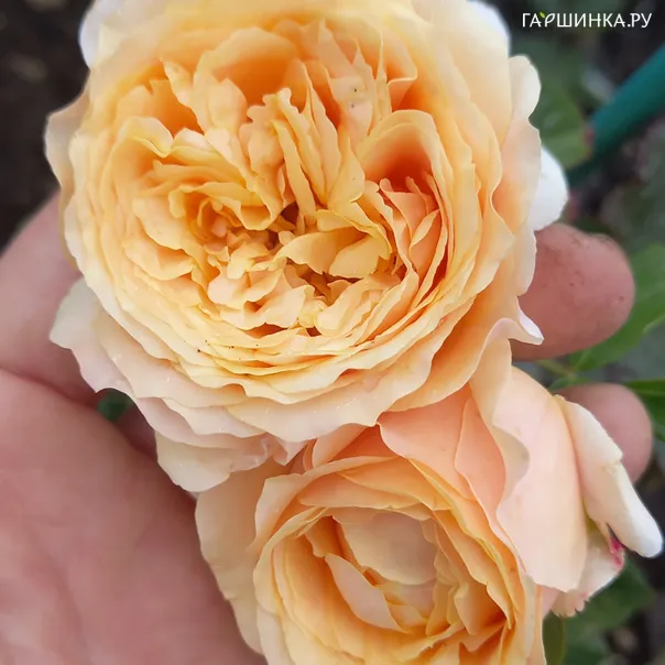превью изображения отзыва