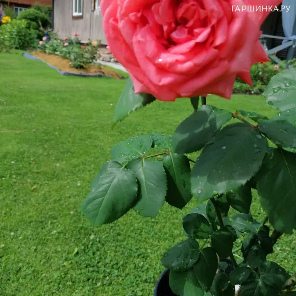 превью изображения отзыва