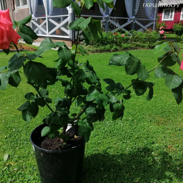 превью изображения отзыва