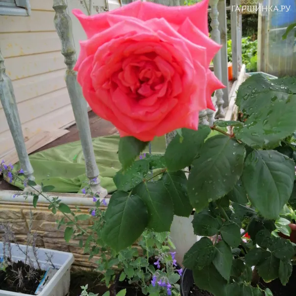 превью изображения отзыва