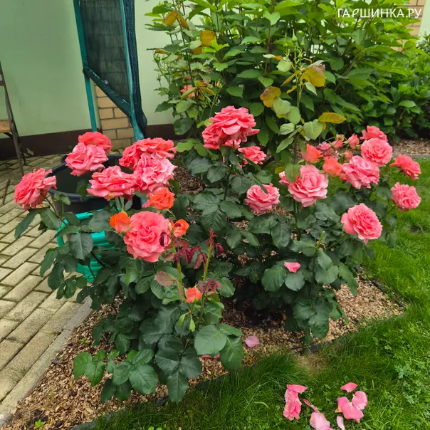 превью изображения отзыва