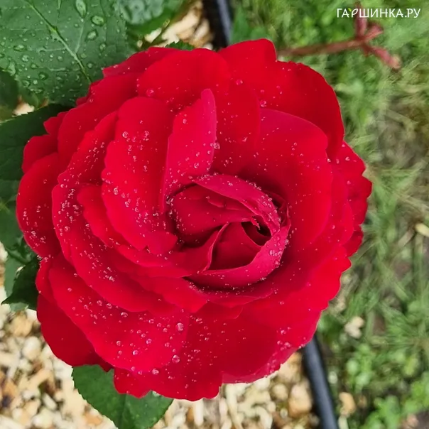превью изображения отзыва