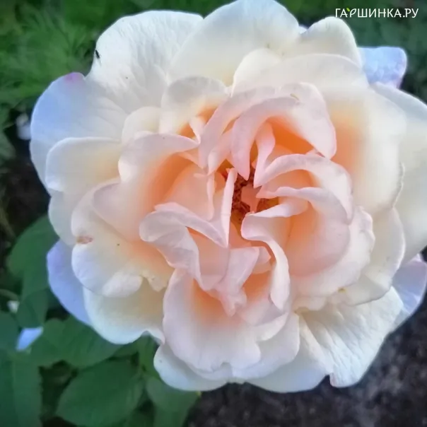 превью изображения отзыва