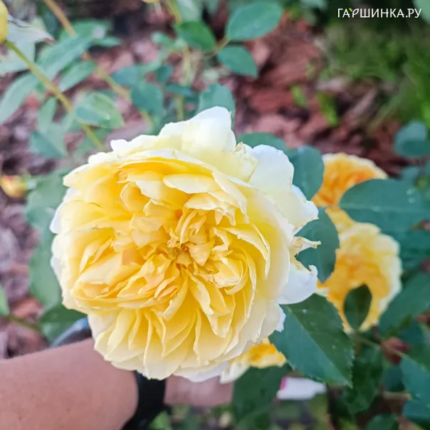 превью изображения отзыва