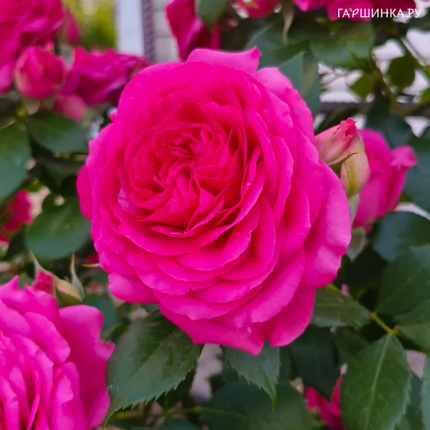 превью изображения отзыва