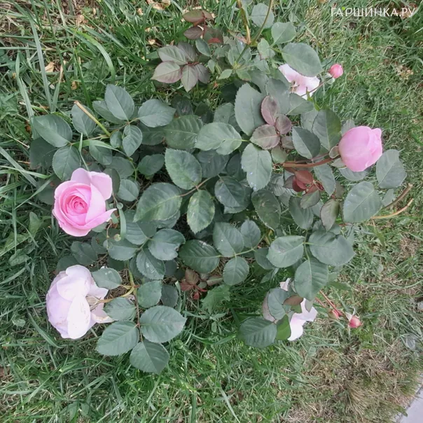 превью изображения отзыва