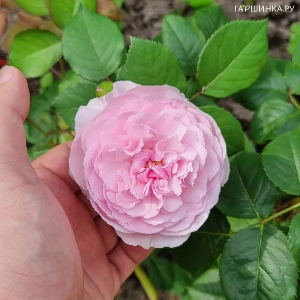 превью изображения отзыва