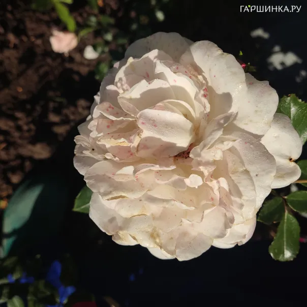 превью изображения отзыва