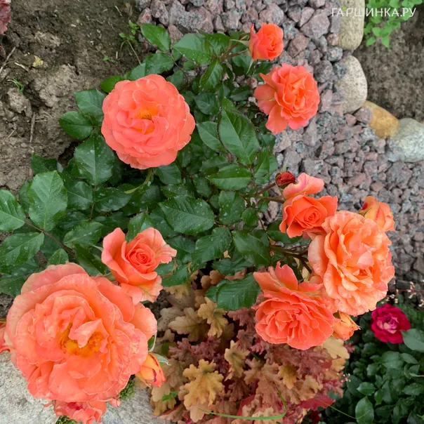 превью изображения отзыва