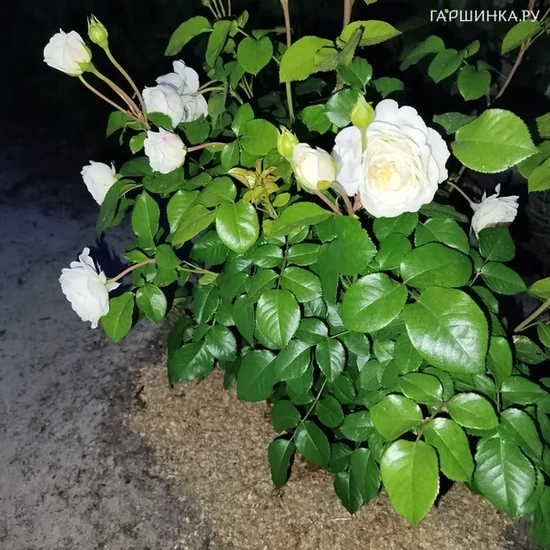 превью изображения отзыва