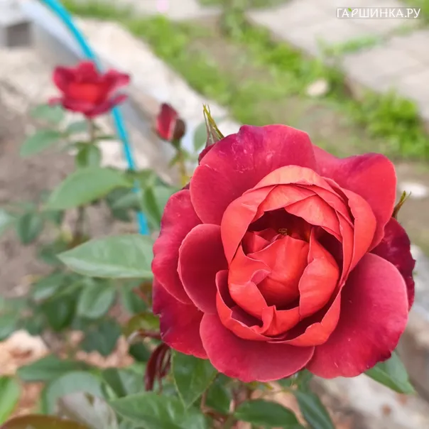 превью изображения отзыва