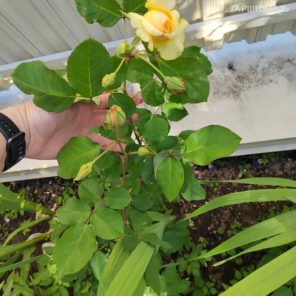 превью изображения отзыва