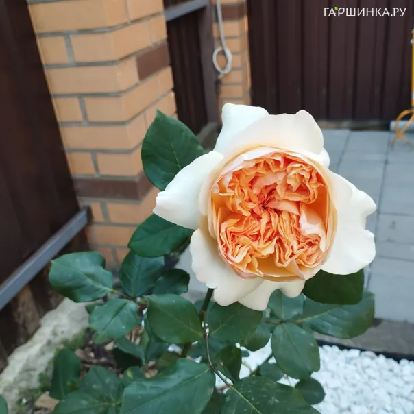 превью изображения отзыва