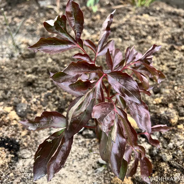 превью изображения отзыва