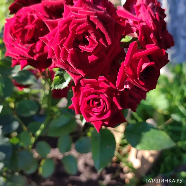 превью изображения отзыва