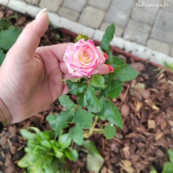 превью изображения отзыва