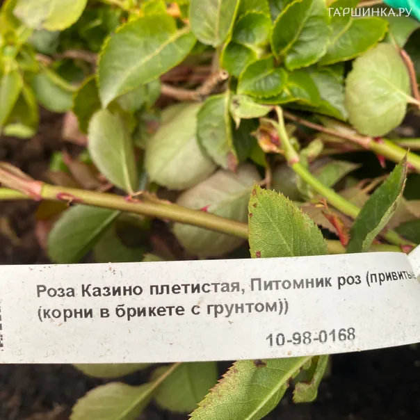 превью изображения отзыва