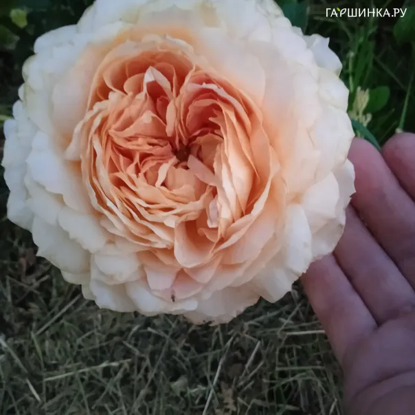 превью изображения отзыва