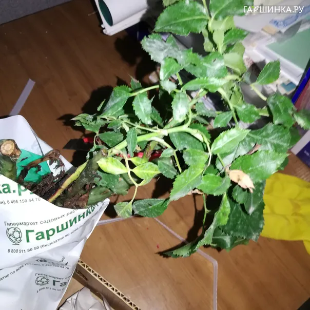 превью изображения отзыва