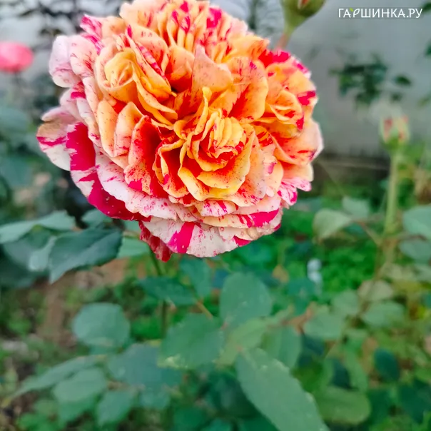 превью изображения отзыва