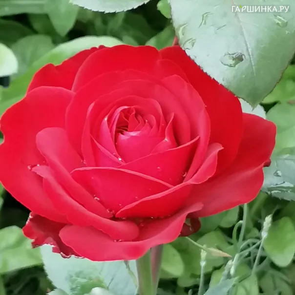 превью изображения отзыва