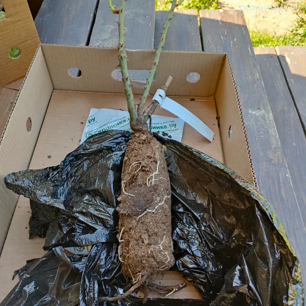 превью изображения отзыва