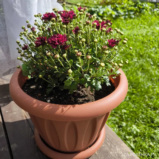 превью изображения отзыва