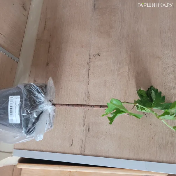 превью изображения отзыва