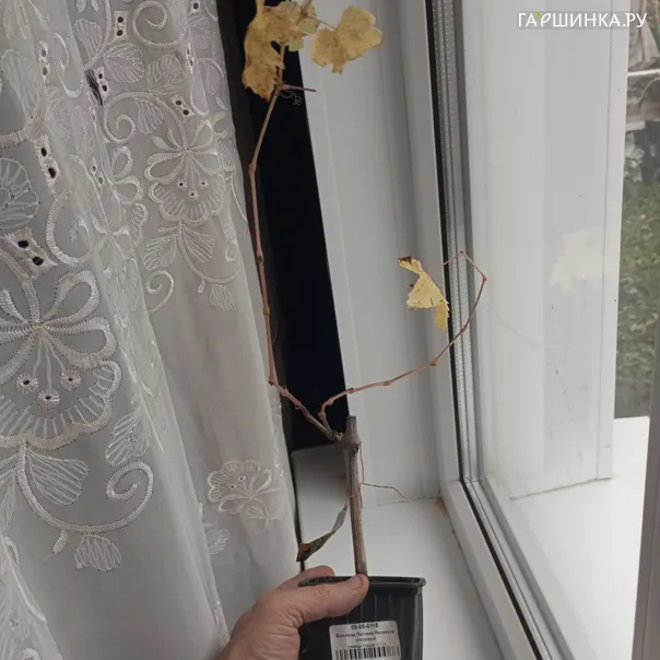 превью изображения отзыва